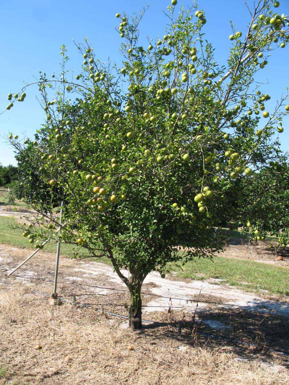              Habit (Winter Haven, FL)       